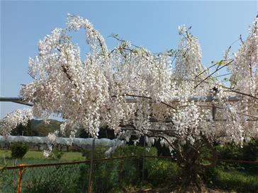 藤の花　白