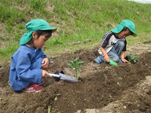 ピーマンの苗植えの様子
