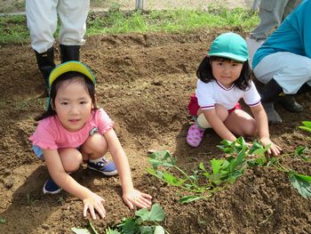 芋苗植えの様子