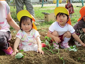 芋苗植えの様子
