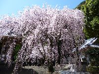 實相院しだれ桜