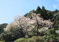 明星桜