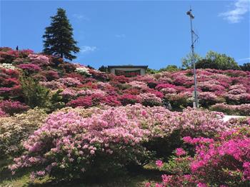 つつじの風景2