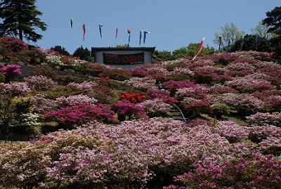 つつじの風景