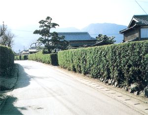 里小路の小笹生垣