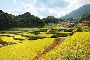 炭山棚田（秋）