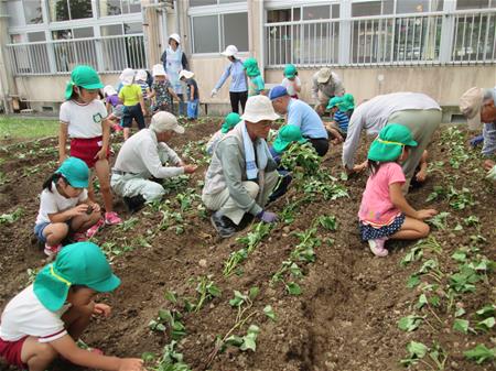 芋苗を植える子ども