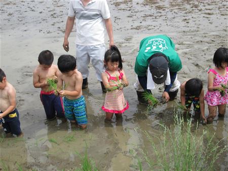 田植えの様子