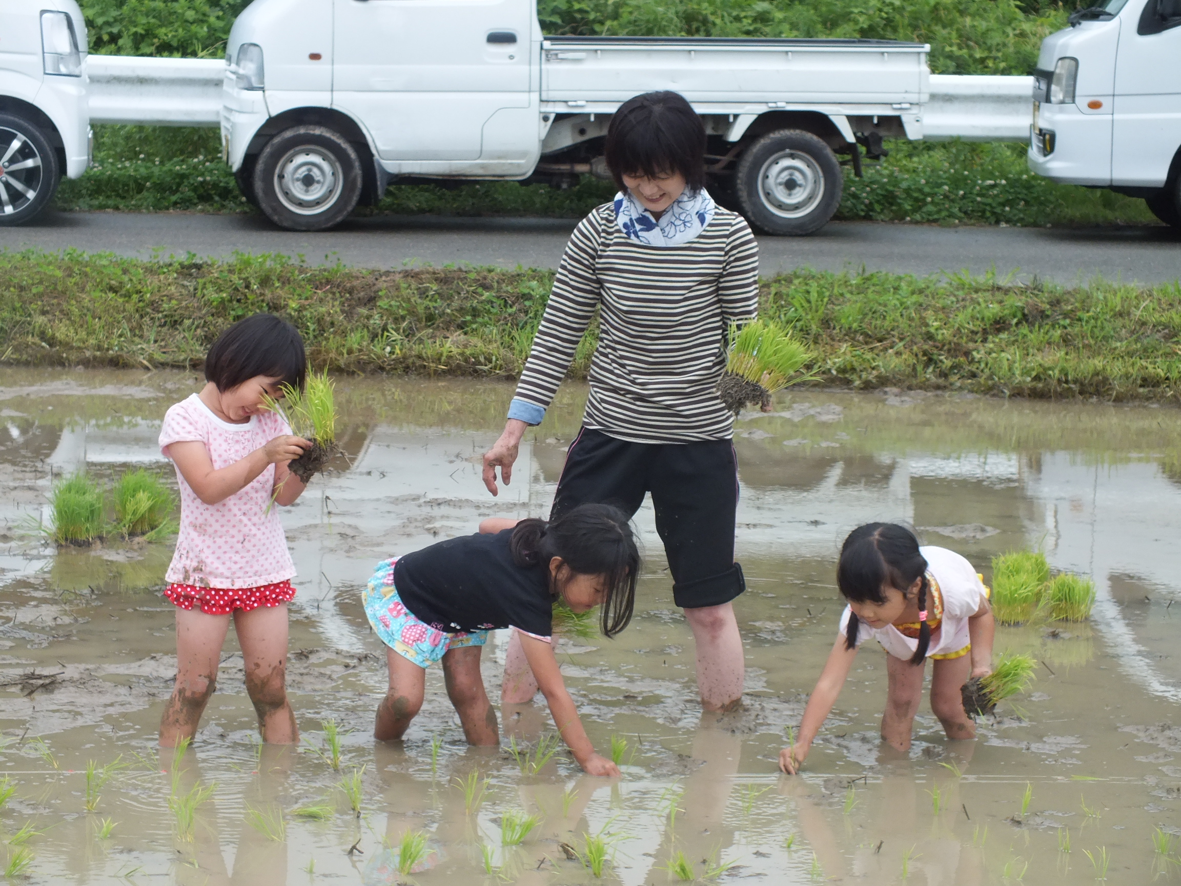 田植え