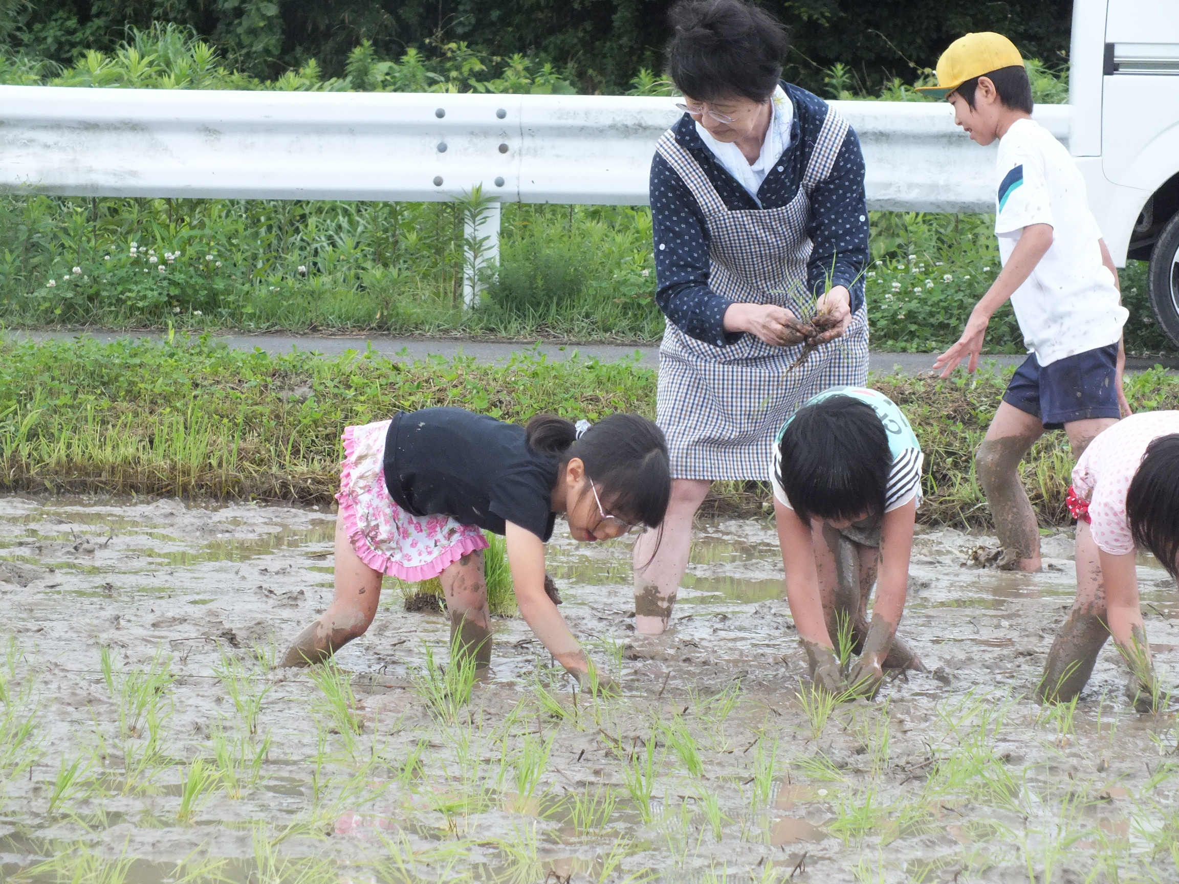 田植え