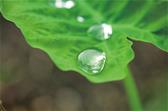 水