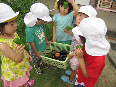 採れた野菜