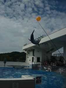 いるかのジャンプ