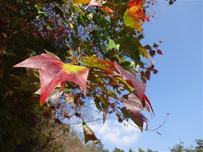 秋から冬へと変わっています