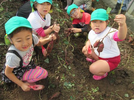 芋ほりの様子