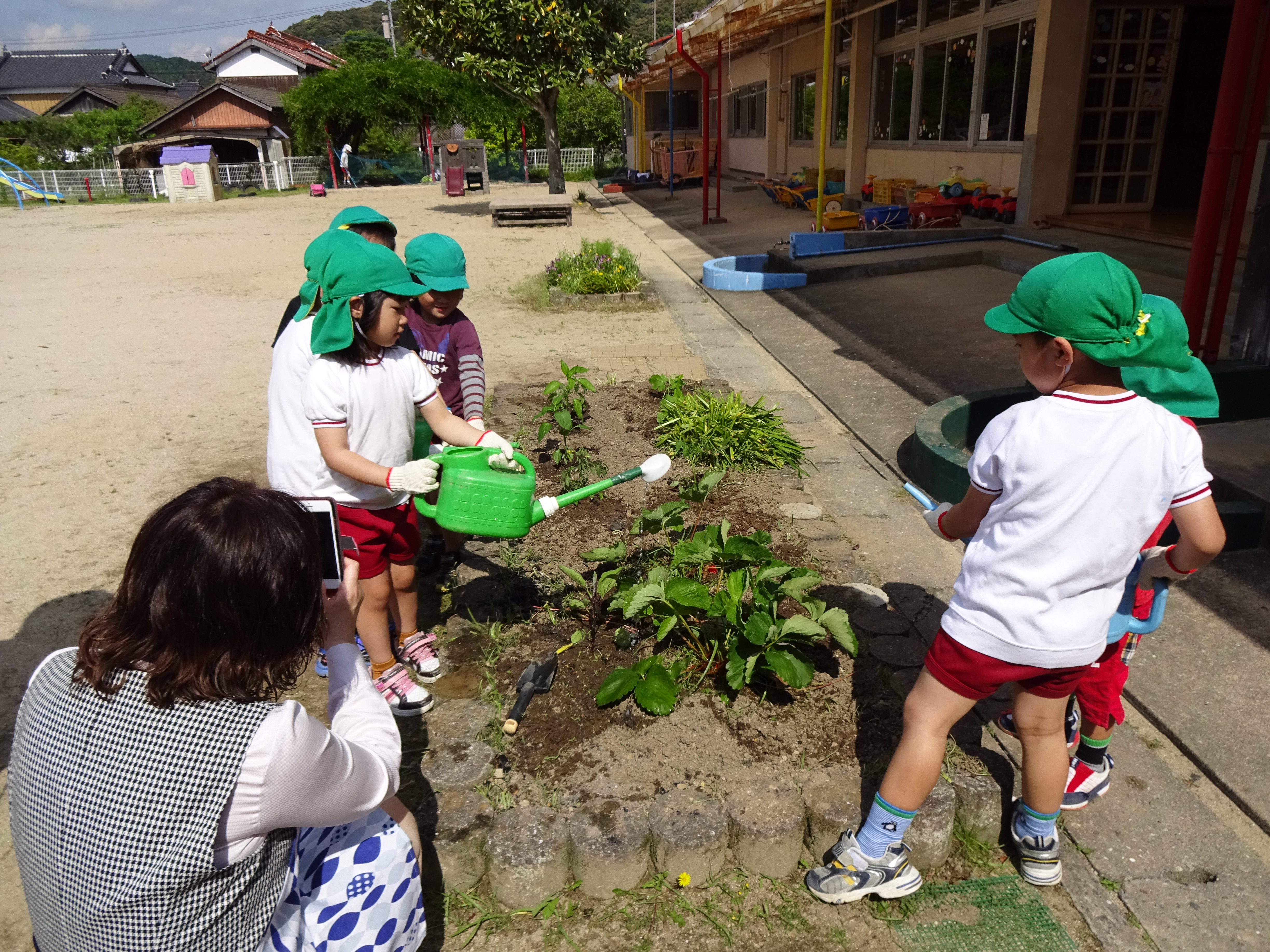 苗への水やりの様子