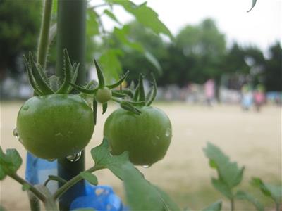 夏野菜です。みんなも大きくなーれ。