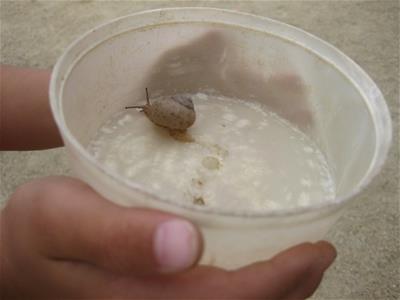 かたつむりです。素敵な発見があるようです