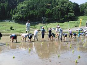 田植え体験のようす