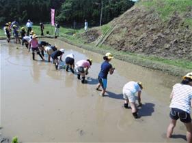 田植え体験のようす