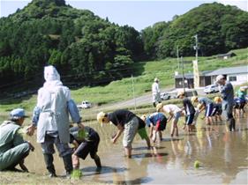 田植え体験のようす