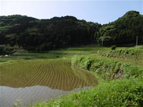 田植え体験のようす