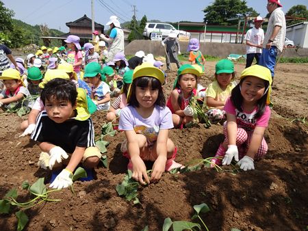 苗を植える様子