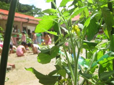夏野菜に負けずどんどん大きくなってね
