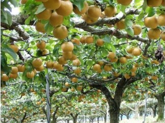 たわわに実る梨園