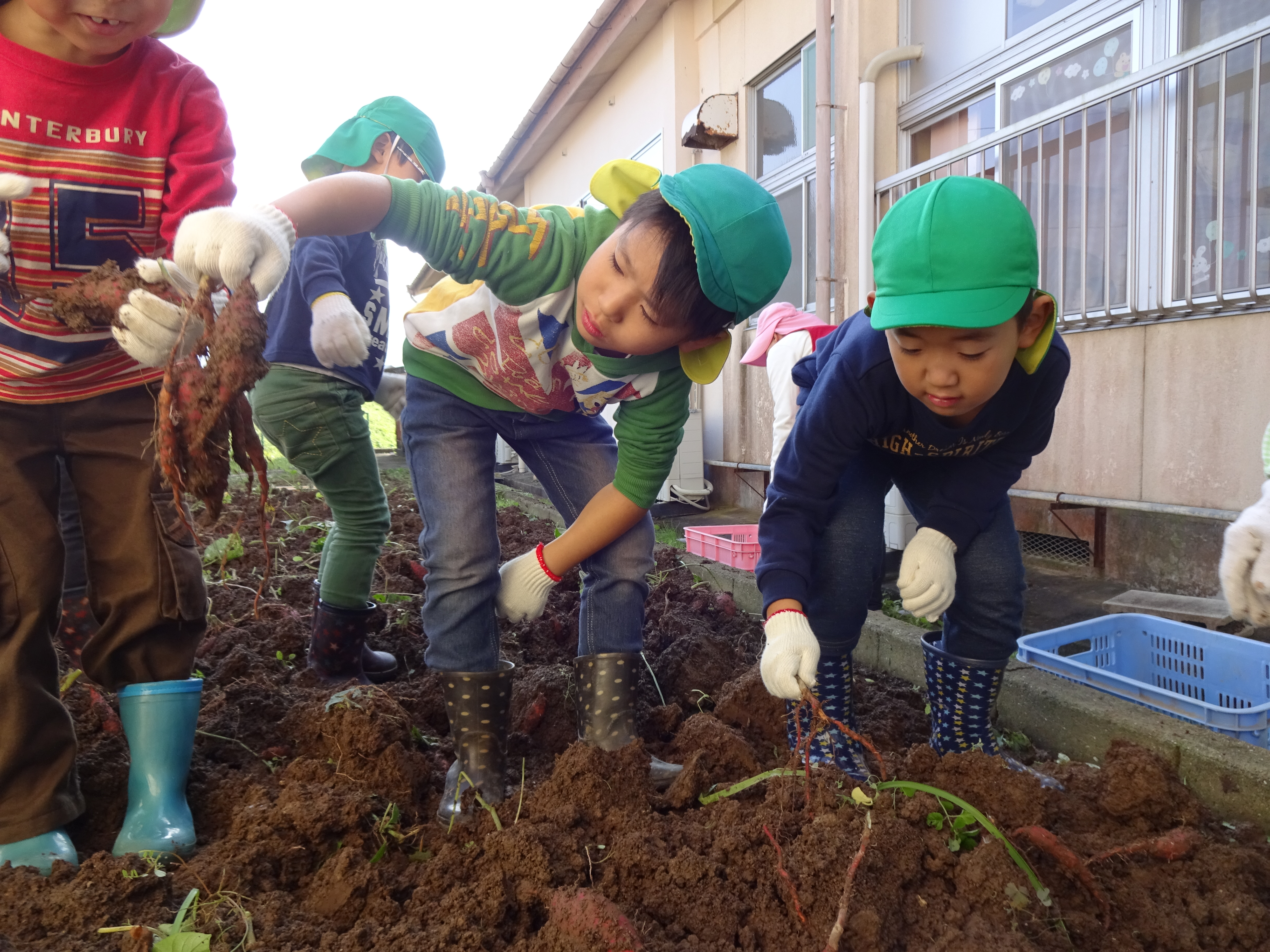 おいもほり　年長さん