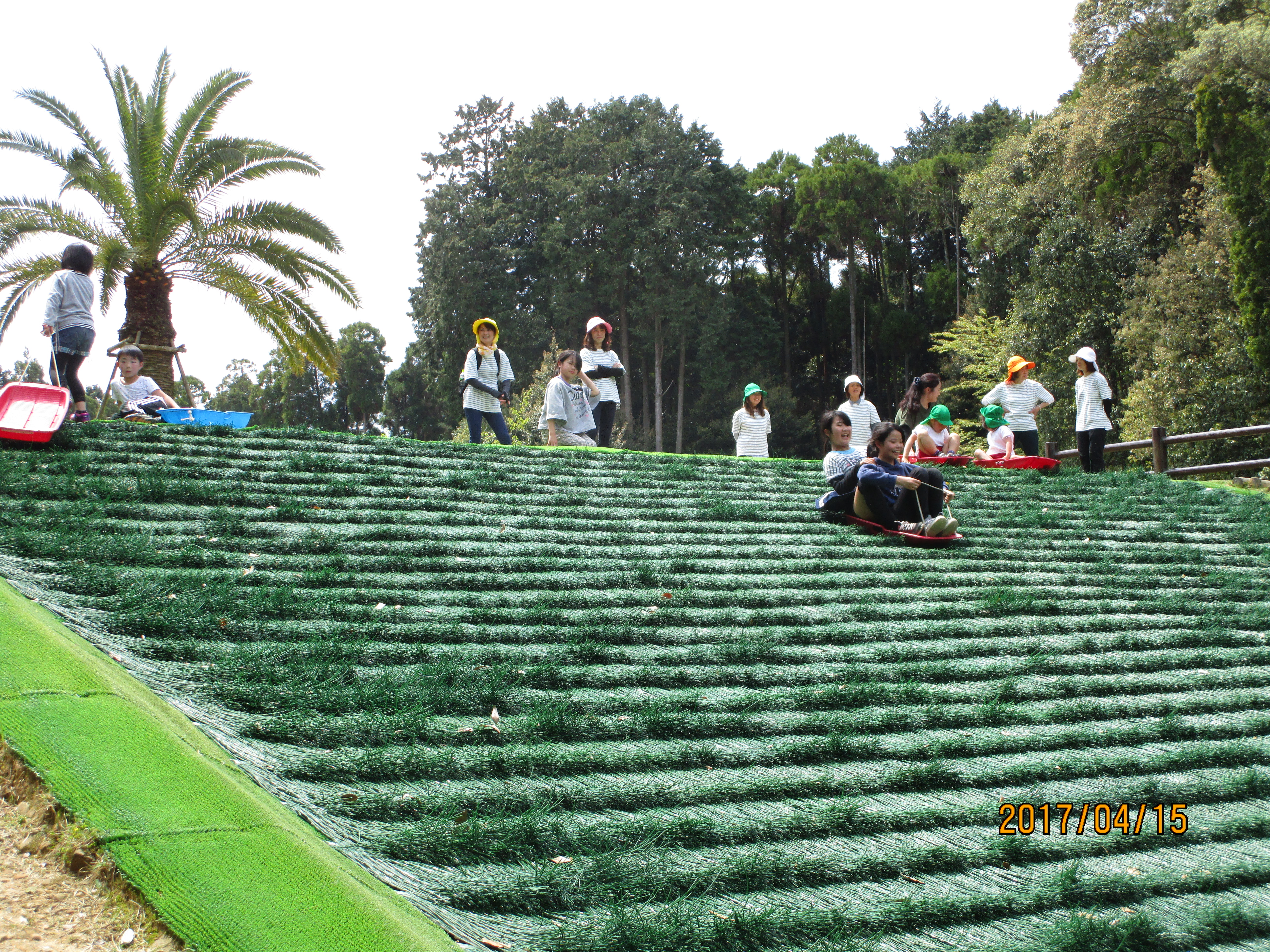 草スキーの様子