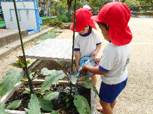 野菜の水やり