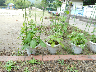 あさがお