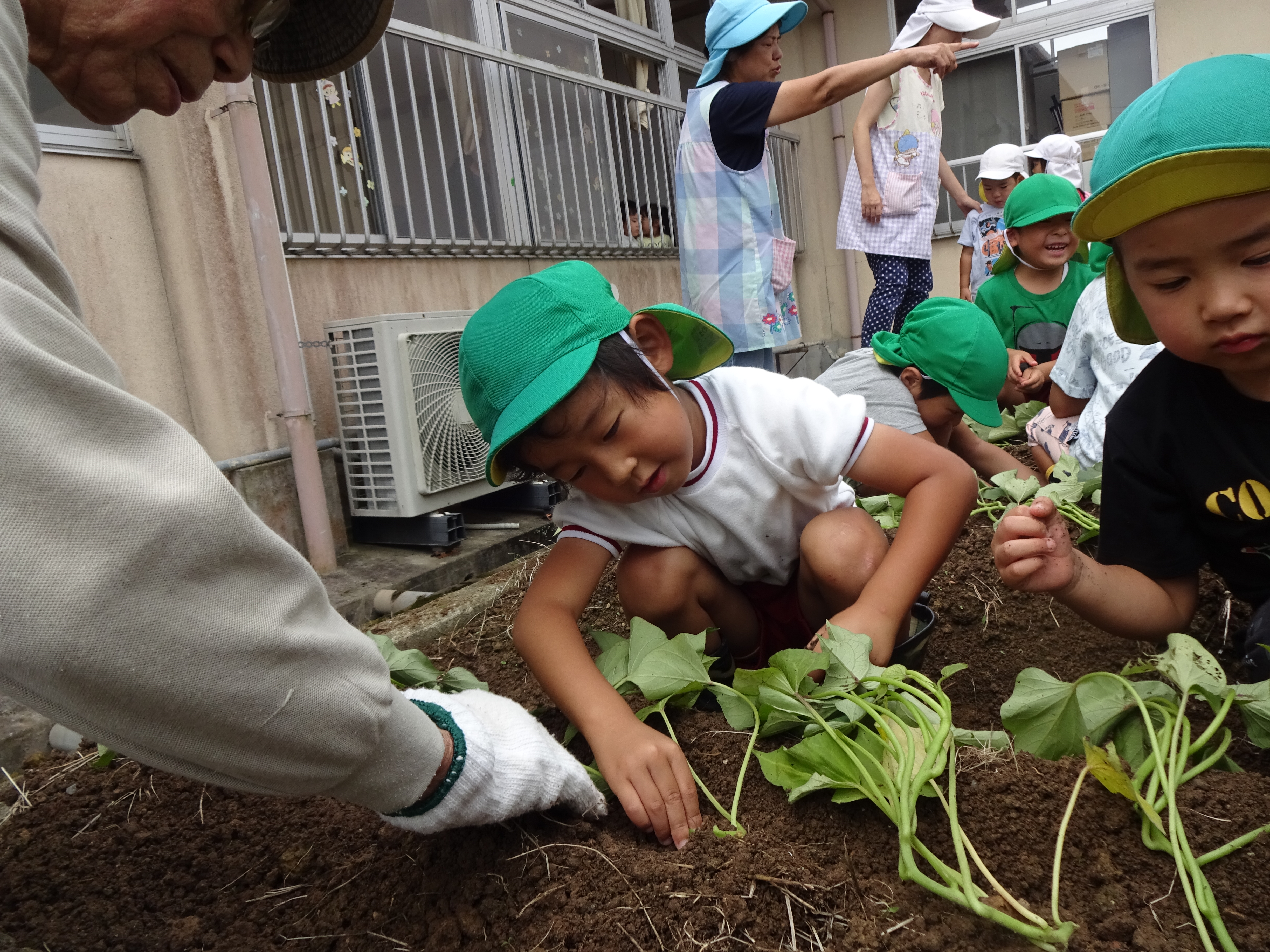 いもさししているところ