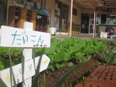 冬が近づき、野菜も大きくなってきました