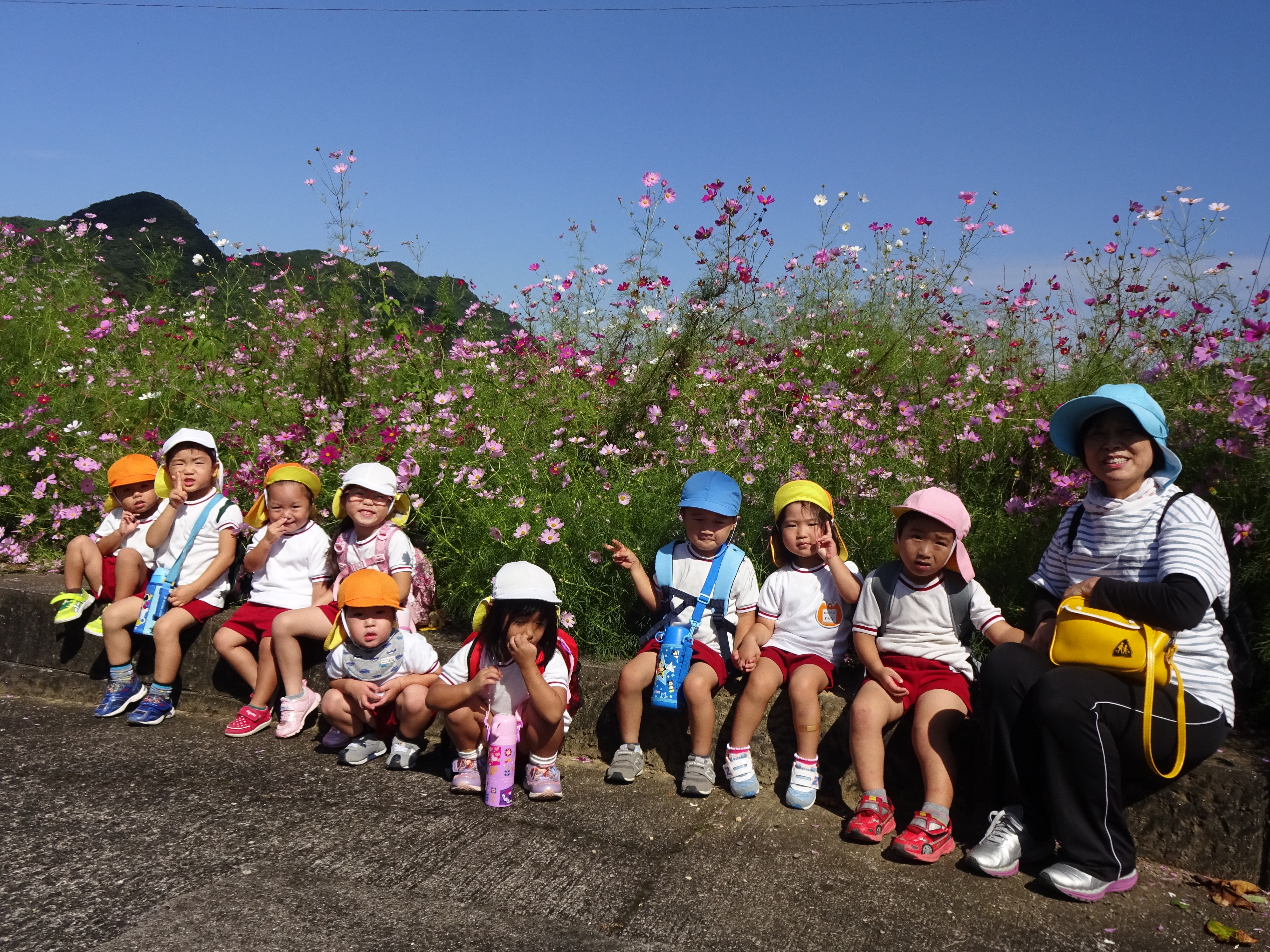 コスモスの前で