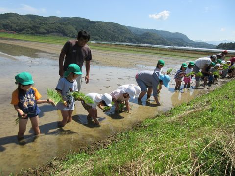 田植えの様子