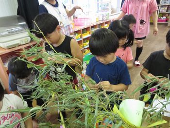 七夕3枚目