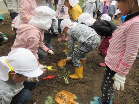 協力してお芋を掘っています