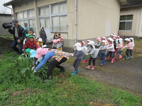 大きなカブ?を引き抜きます