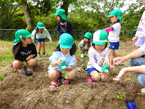 野菜の苗植え