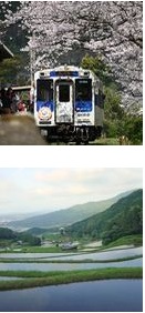 桜の下を通る電車、棚田の風景