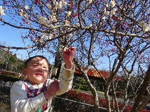 梅の花