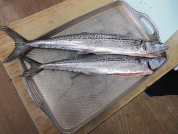 鰆の写真