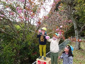 八重桜