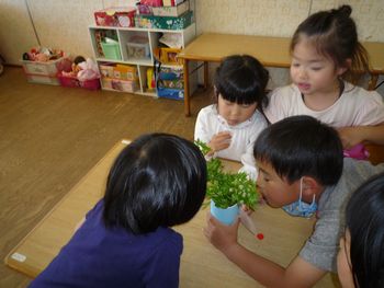 子どもの様子　セロリの花