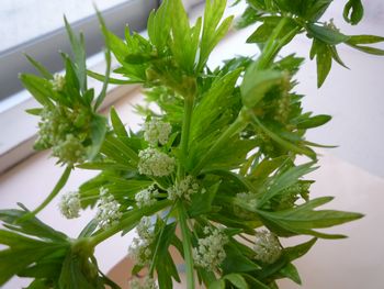 セロリの花