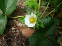 いちごの花