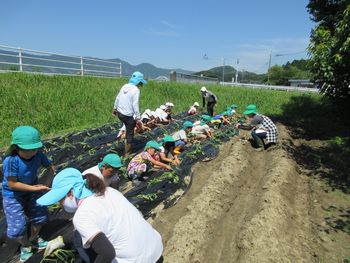 いも苗植え全体の様子