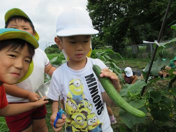野菜収穫の様子
